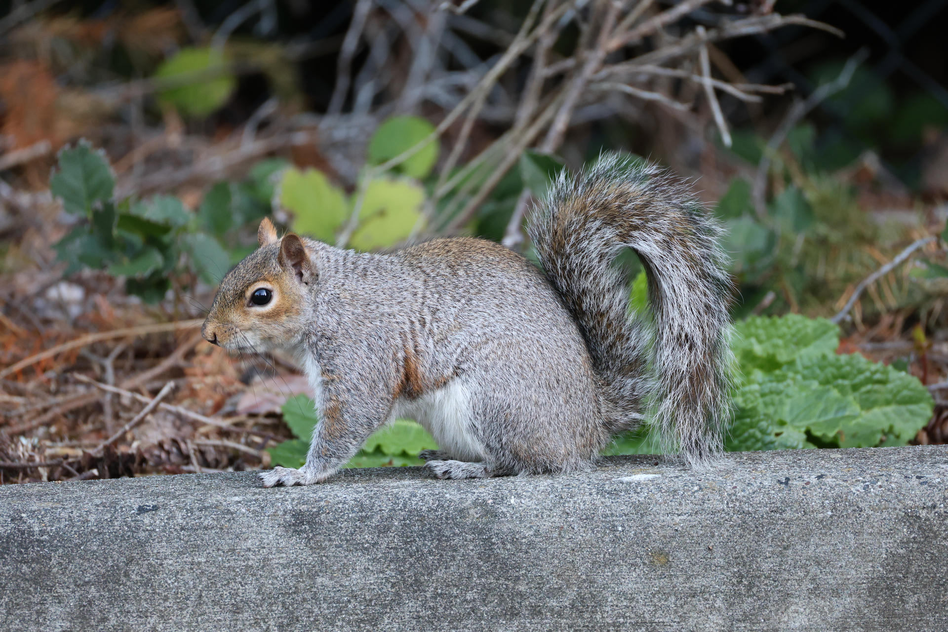 A gray squirrel stands alert on a stone surface, its bushy tail curled over its back. Green leaves and branches create a natural background behind the squirrel.