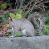 A gray squirrel stands alert on a stone surface, its bushy tail curled over its back. Green leaves and branches create a natural background behind the squirrel.