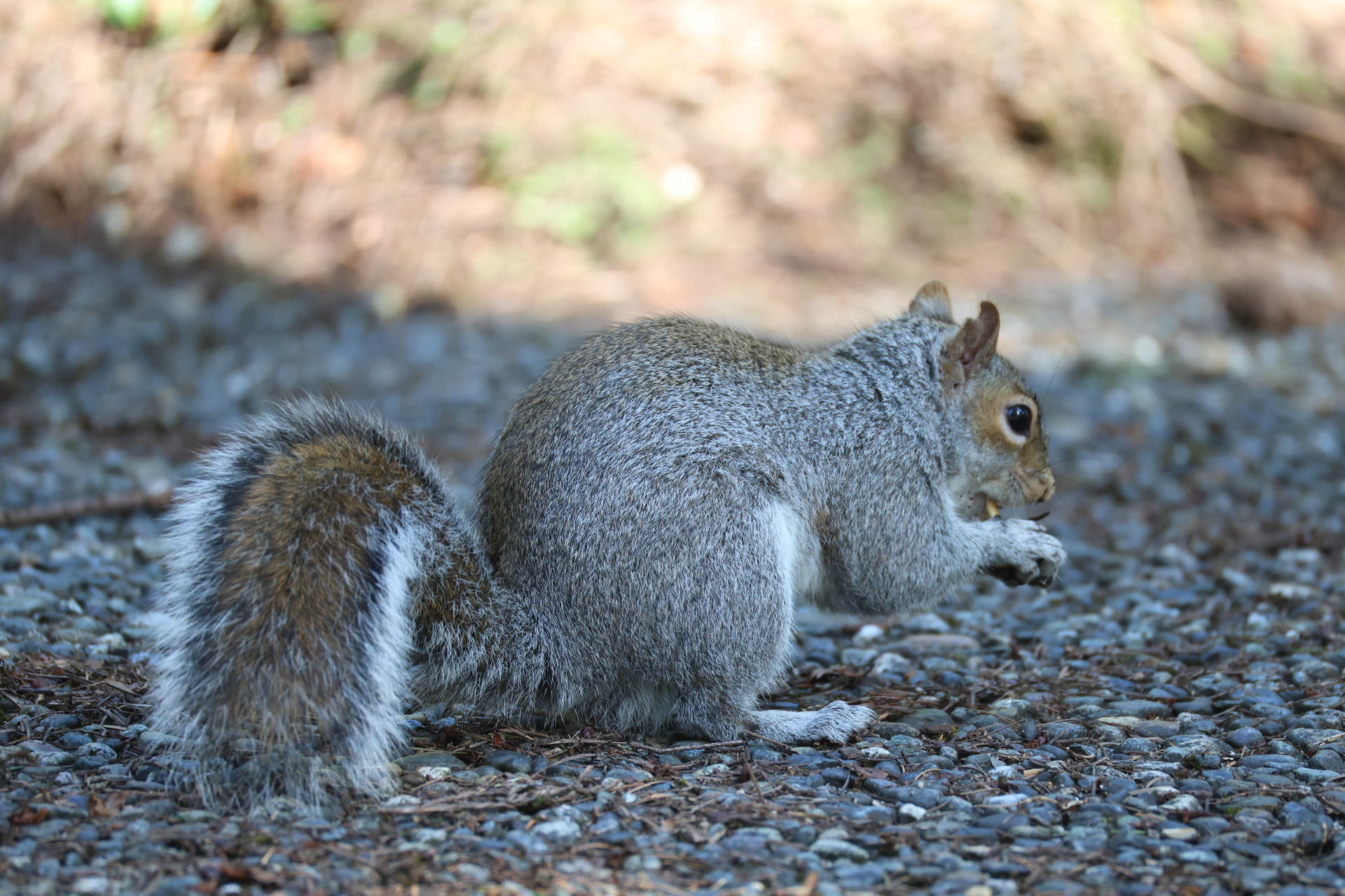 A gray squirrel is standing on a gravelly ground, its bushy tail curled behind it. The background is softly blurred, highlighting the squirrel’s fur and alert posture.