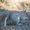 A gray squirrel is standing on a gravelly ground, its bushy tail curled behind it. The background is softly blurred, highlighting the squirrel’s fur and alert posture.