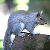 A gray squirrel is perched on the edge of a roof, its bushy tail curled behind it and its body alert against a blurred green background. The sunlight highlights the squirrel's fur, making its texture and color stand out.