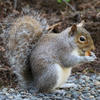 A gray squirrel sits on the ground with its bushy tail curled behind it, holding and nibbling on a small piece of food. The squirrel's fur is a mix of gray and white, and it is surrounded by pebbles and natural debris.