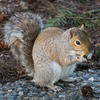 A gray squirrel sits on a gravel surface, holding food in its front paws and nibbling. Its bushy tail is curled up behind it, and the background includes some greenery.