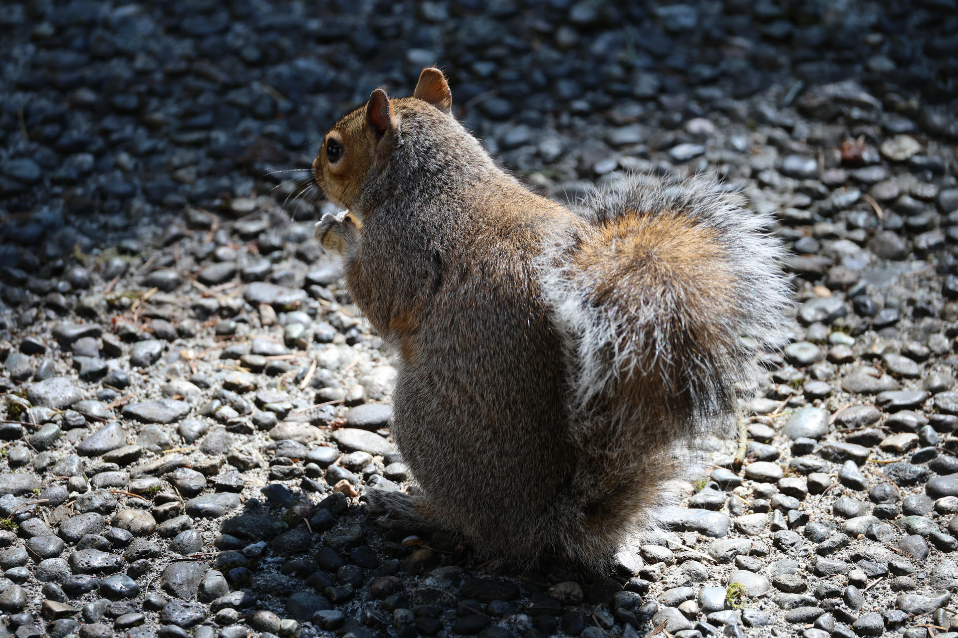 A gray squirrel is sitting on a pebble-covered ground with its back to the camera, its bushy tail curled up behind it. Sunlight highlights the squirrel's fur, creating a soft contrast with the shaded stones.