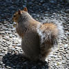 A gray squirrel is sitting on a pebble-covered ground with its back to the camera, its bushy tail curled up behind it. Sunlight highlights the squirrel's fur, creating a soft contrast with the shaded stones.