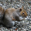 A gray squirrel sits on a gravel surface, holding food in its front paws and appearing to nibble on it. Its bushy tail is curled behind its body.