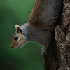 A gray squirrel clings to the side of a tree trunk, its body stretched downward and its head alertly peering forward against a blurred green background. The squirrel's fur is a mix of gray and brown, and its large dark eye is clearly visible.