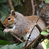 A gray squirrel is perched on a tree branch, holding food in its paws and surrounded by green leaves. Its bushy tail is visible behind it as it appears to be eating.