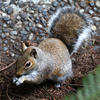 A gray squirrel with a bushy tail is sitting on the ground, holding food in its front paws. The background features pebbles and soil, with some green foliage visible in the corner.