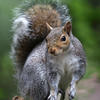 A gray squirrel with a bushy tail stands alert on a branch, its fur blending with the natural surroundings. The background is a soft blur of green, highlighting the squirrel's curious expression.