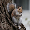 A gray squirrel is perched on the side of a tree trunk, holding food in its front paws. Its bushy tail is raised, and it appears to be eating while looking alert.