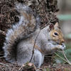 A gray squirrel sits on the ground near a tree trunk, holding and nibbling on a small object with its front paws. Its bushy tail is curled up behind its back, and the forest floor is scattered with leaves and twigs.