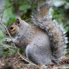A gray squirrel sits upright on the forest floor, its bushy tail curled over its back and its paws holding a small object. The background is filled with green leaves and natural ground cover.