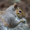 A gray squirrel is shown in profile, holding food in its tiny paws and appearing to nibble. Its fur is a mix of gray and brown, and the background is softly blurred.
