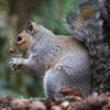 A gray squirrel sits upright on the ground, holding food in its front paws with its bushy tail curled behind it. The background is blurred greenery, highlighting the squirrel’s soft gray fur and alert posture.