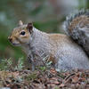 A gray squirrel with a bushy tail is standing alert on the forest floor, surrounded by leaves and greenery. Its fur is a mix of gray and brown, and it appears to be looking off to the side.