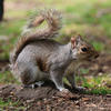 A gray squirrel stands alert on the ground with its bushy tail arched over its back, surrounded by grass and patches of dirt. The squirrel's fur is a mix of gray and white, and it appears to be looking attentively at something nearby.