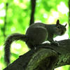 A gray squirrel is perched on a tree branch, its bushy tail curled behind it, with a background of bright green leaves. The lighting creates a soft silhouette effect on the squirrel's body.