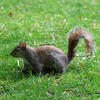 A gray squirrel stands alert on a grassy lawn, its bushy tail arched high over its back. The squirrel's fur blends with the green background, and it appears to be searching for food or listening for sounds.