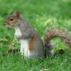 A gray squirrel stands upright on its hind legs in a grassy area, with its bushy tail curled behind it. The squirrel appears alert and is surrounded by vibrant green grass.