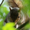 A gray squirrel is peeking through green leaves, its face and bushy tail partially visible as it looks toward the camera. The close-up shot highlights the squirrel’s alert expression and soft fur.