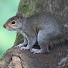A gray squirrel is perched on the side of a tree trunk, its body alert and eyes focused forward. The background is softly blurred with shades of green, highlighting the squirrel’s fur and bushy tail.