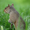 A gray squirrel stands upright in lush green grass, looking alert with its ears perked up. The background is softly blurred, highlighting the squirrel’s detailed fur and curious expression.