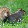 A gray squirrel with a bushy tail is sitting on lush green grass, facing away from the camera. Its fur appears soft and speckled, and it looks alert in its natural outdoor setting.