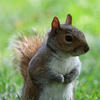 A gray squirrel stands upright on its hind legs in a grassy area, with its bushy tail curled behind it. The background is softly blurred, highlighting the squirrel’s alert posture and expressive face.