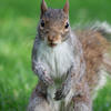 A gray squirrel stands upright on its hind legs in green grass, looking directly at the camera with its bushy tail visible behind it. Its fur is a mix of gray and brown, and its small front paws are held close to its chest.