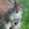 A gray squirrel stands upright on its hind legs in green grass, looking directly at the camera with alert eyes and perked ears. Its bushy tail is visible behind it, and its front paws are held close to its chest.
