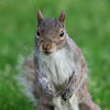 A gray squirrel stands upright on its hind legs, looking directly at the camera with its bushy tail visible behind it. The background is a soft, out-of-focus green, suggesting a grassy area.