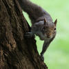A gray squirrel clings to the side of a tree trunk, looking directly at the camera with a curious expression. The background is a soft, blurred green, highlighting the squirrel’s alert posture.