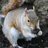 A gray squirrel sits on the ground, holding food in its front paws and nibbling on it. Its bushy tail curls up behind its back, and the background shows rough tree bark.