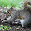 A gray squirrel is crouched on the ground, digging in the soil with its front paws. Its bushy tail is raised, and green plants and scattered seeds are visible nearby.