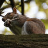 A gray squirrel is perched on a tree branch, holding something in its front paws with a background of blurred green foliage. The squirrel appears alert and focused, with its bushy tail curled beside its body.