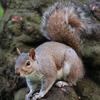 A gray squirrel with a bushy tail is perched on a mossy tree trunk, looking alert and curious. The background is natural and blurred, highlighting the squirrel’s features.