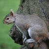 A gray squirrel is perched on the side of a tree trunk, its body facing sideways with a bushy tail curled behind it. The background is a soft green, highlighting the squirrel’s alert posture and textured fur.