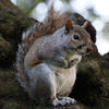 A gray squirrel sits upright on a tree branch, its bushy tail curled behind it and its front paws held close to its chest. The background is softly blurred with hints of green foliage.