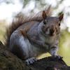A gray squirrel is perched on a tree branch, looking directly at the camera with its bushy tail arched behind it. The background is softly blurred with hints of green foliage.