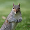 A gray squirrel stands upright on its hind legs with its front paws held close to its chest, looking directly at the camera against a blurred green background. Its fur is a mix of gray and brown, and its ears are perked up attentively.