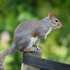 A gray squirrel is perched on the edge of a wooden fence, with its bushy tail hanging down and a background of blurred green foliage. The squirrel appears alert, looking off to the right.