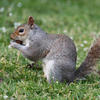 A gray squirrel sits upright on green grass, holding food in its front paws. Its bushy tail curves behind it, and small white flowers are scattered in the background.