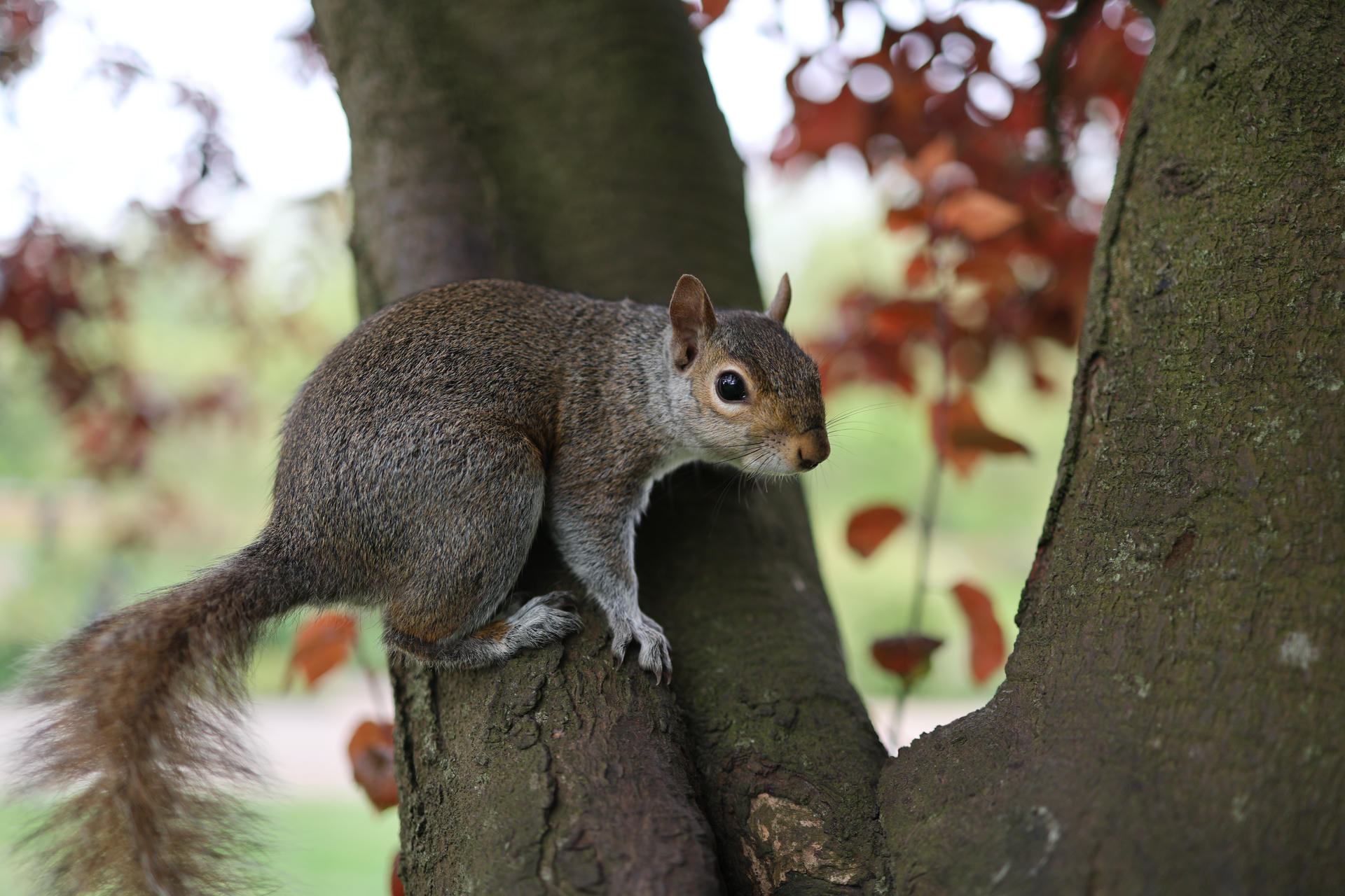 A gray squirrel clings to the side of a tree trunk, its bushy tail curled behind it. The background is softly blurred with hints of green and brown foliage.