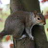 A gray squirrel clings to the side of a tree trunk, its bushy tail curled behind it. The background is softly blurred with hints of green and brown foliage.