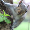 A gray squirrel clings to the side of a tree, looking curiously toward the camera with its face in sharp focus. Soft greenery and a blurred background create a natural, outdoor setting.