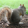 A gray squirrel sits on the ground with its bushy tail curled behind it, holding food in its front paws. The background is a soft blur of green grass, highlighting the squirrel's fur and alert posture.