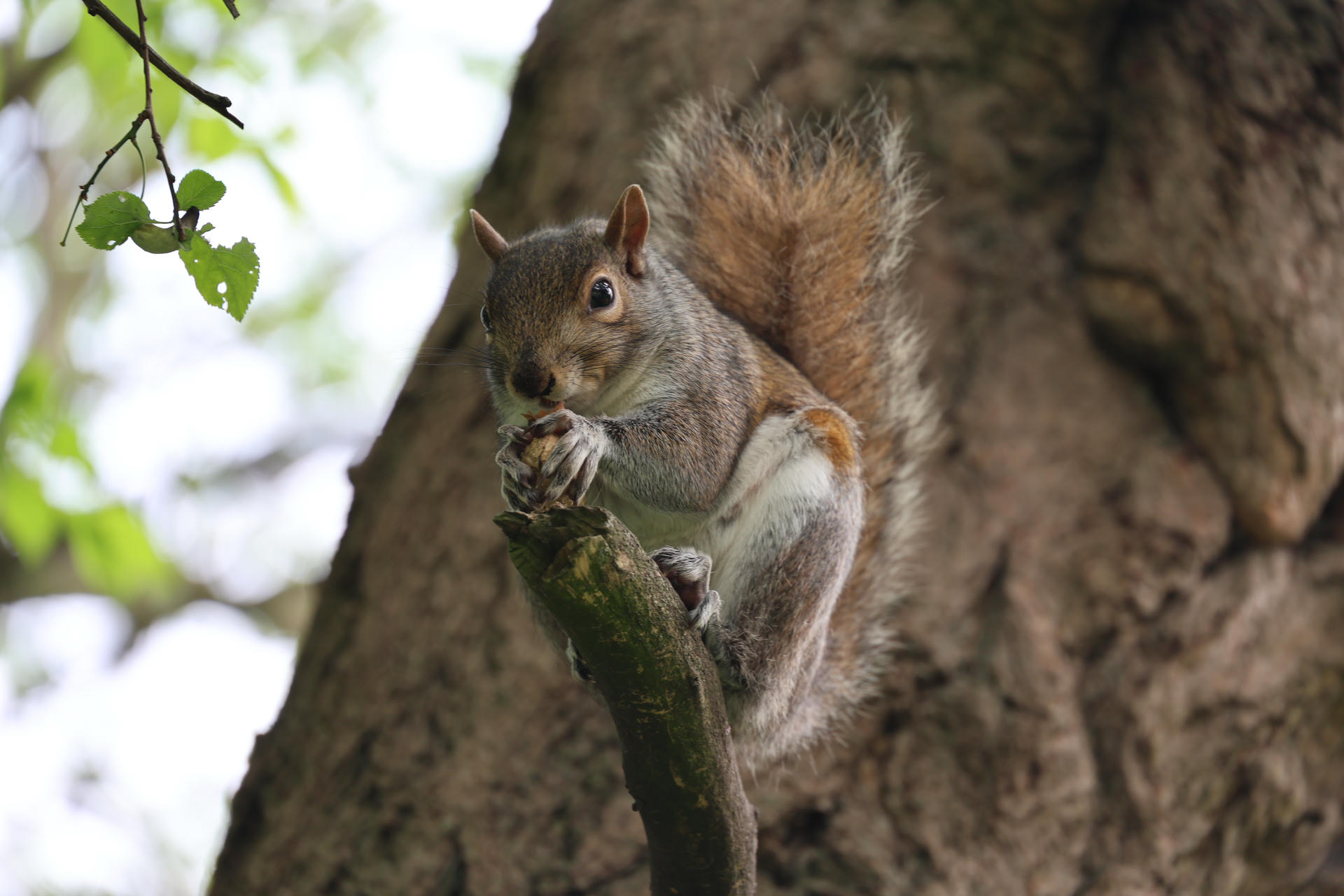 A gray squirrel is perched on a tree branch, holding food in its front paws and nibbling. Its bushy tail is curled up behind it, and the background is filled with tree bark.