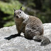 A ground squirrel sits on a gray rock. The squirrel has brown and gray fur, and its bushy tail extends behind it.