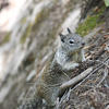 A gray ground squirrel sits nestled amongst textured, green branches. The squirrel’s fur is a mottled gray, and its gaze is directed toward the camera.